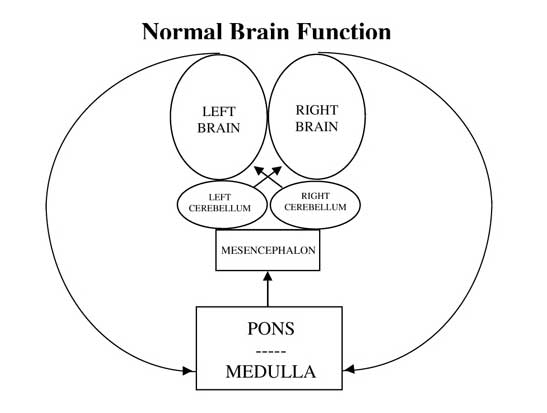 Normal Brain Function