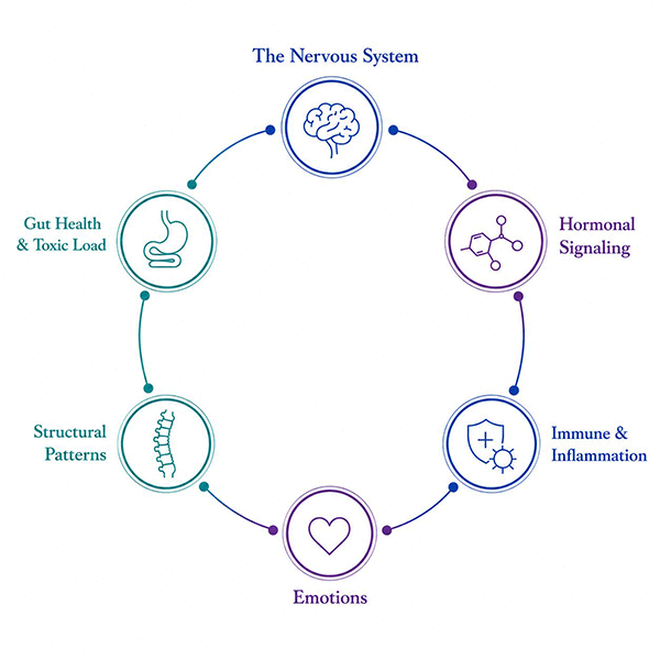 Diagram showing the functional medicine circle of health from Dr Greg Olsen